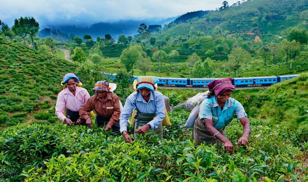 Tea Plantations in Sri Lanka: Scenic Tours & Tastings