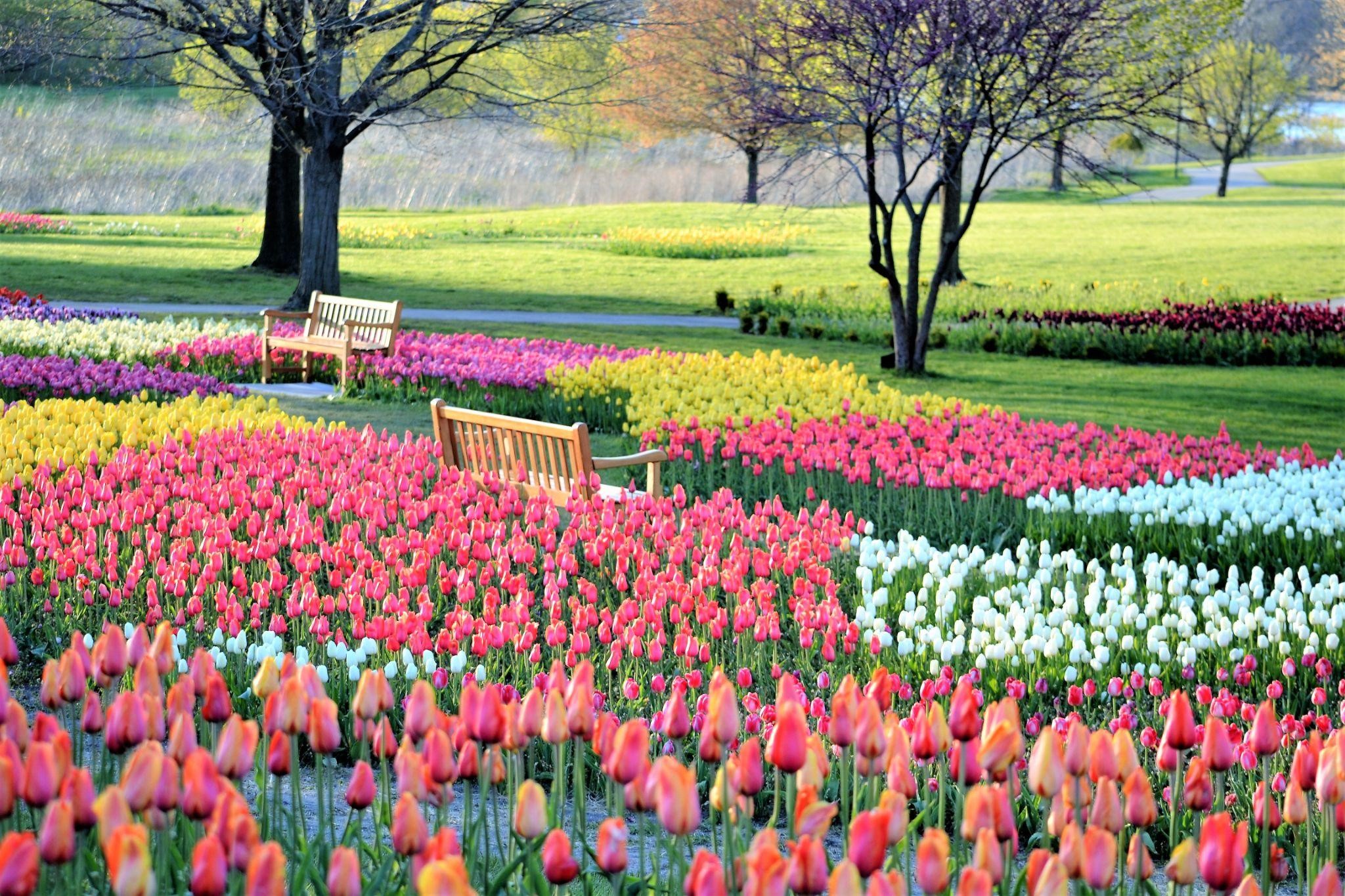 Tulip Garden