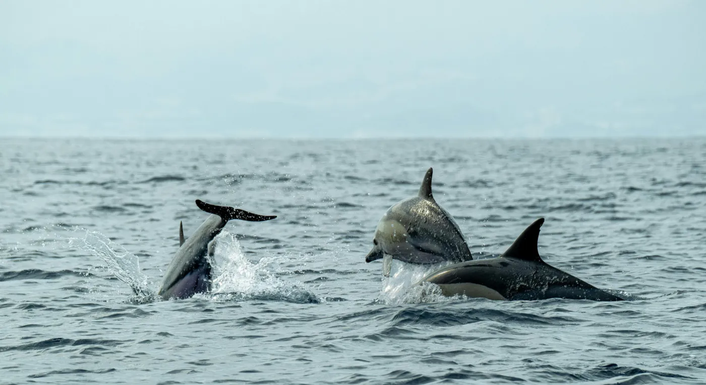 Dolphin watching during Musandam dhow cruise from Dubai in Oman fjords.