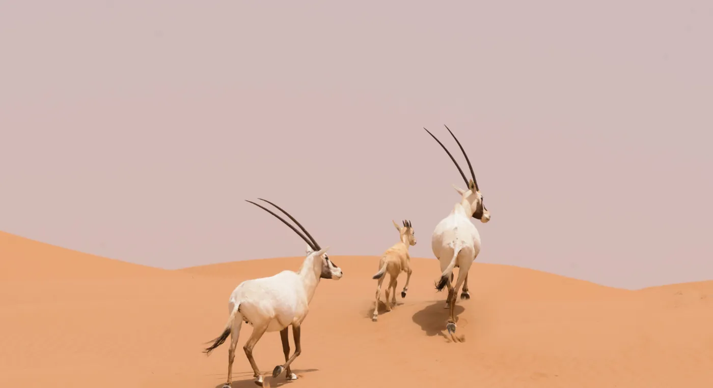 Arabian oryx walking on sand dunes in Musandam desert landscape Oman.