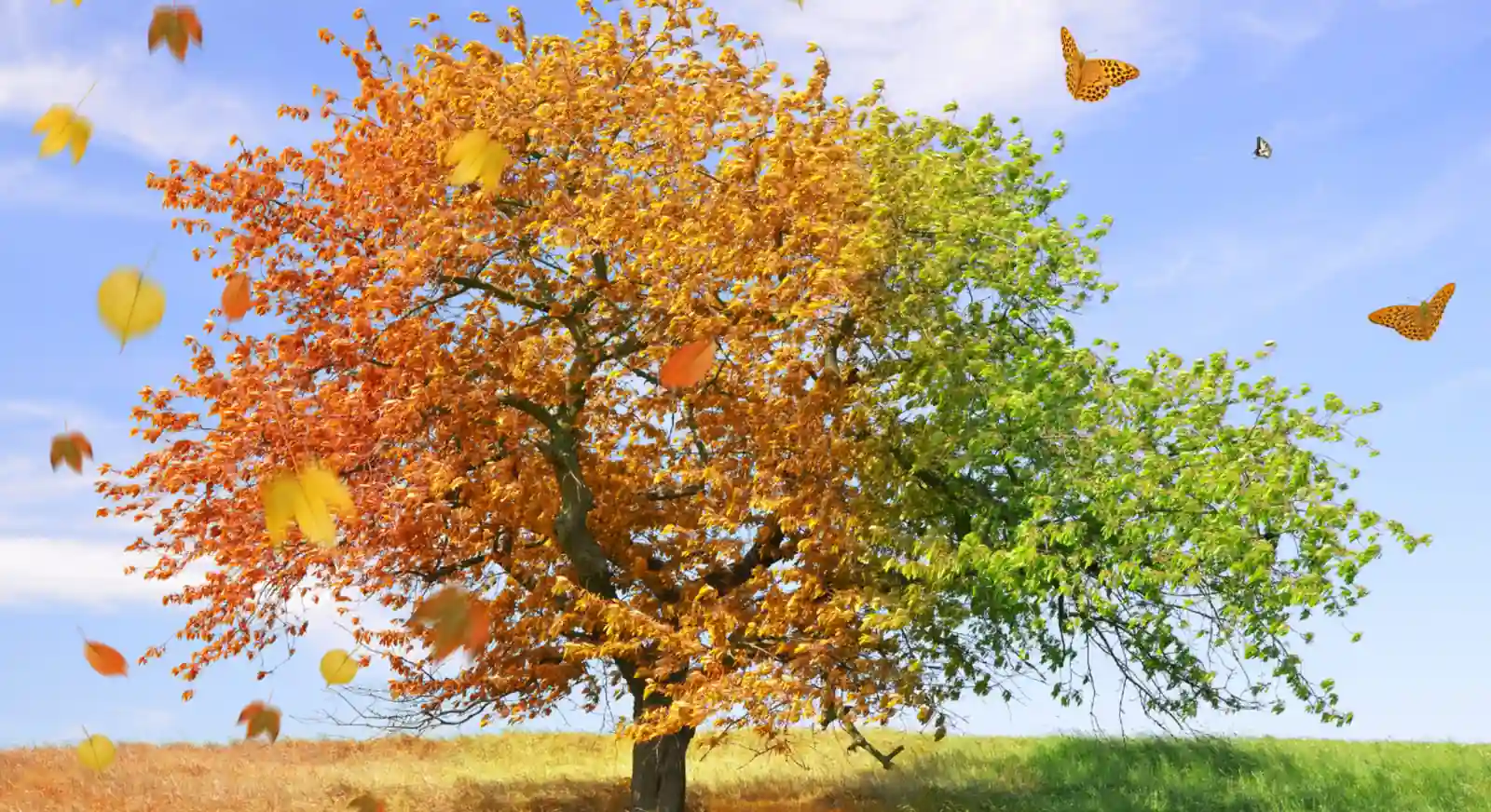 Tree showing four seasons with autumn leaves and green foliage