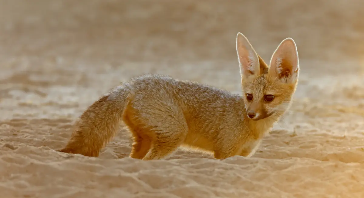 wild fox in Dubai desert landscape
