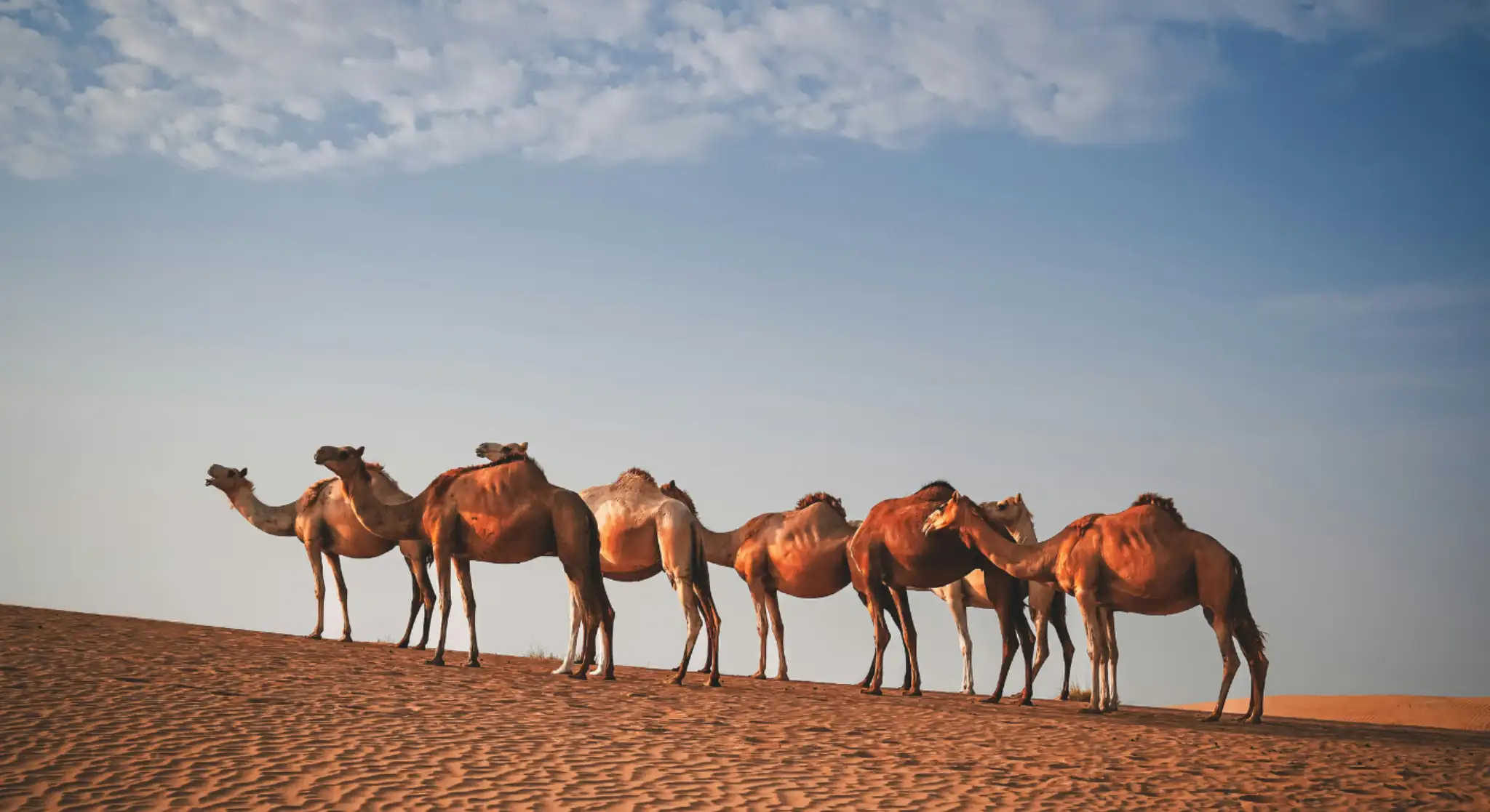 group of camels standing on a sand dune in the UAE desert under blue sky