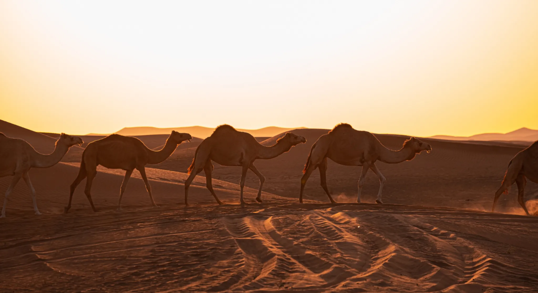 Camel caravan walking across Abu Dhabi desert dunes at sunset