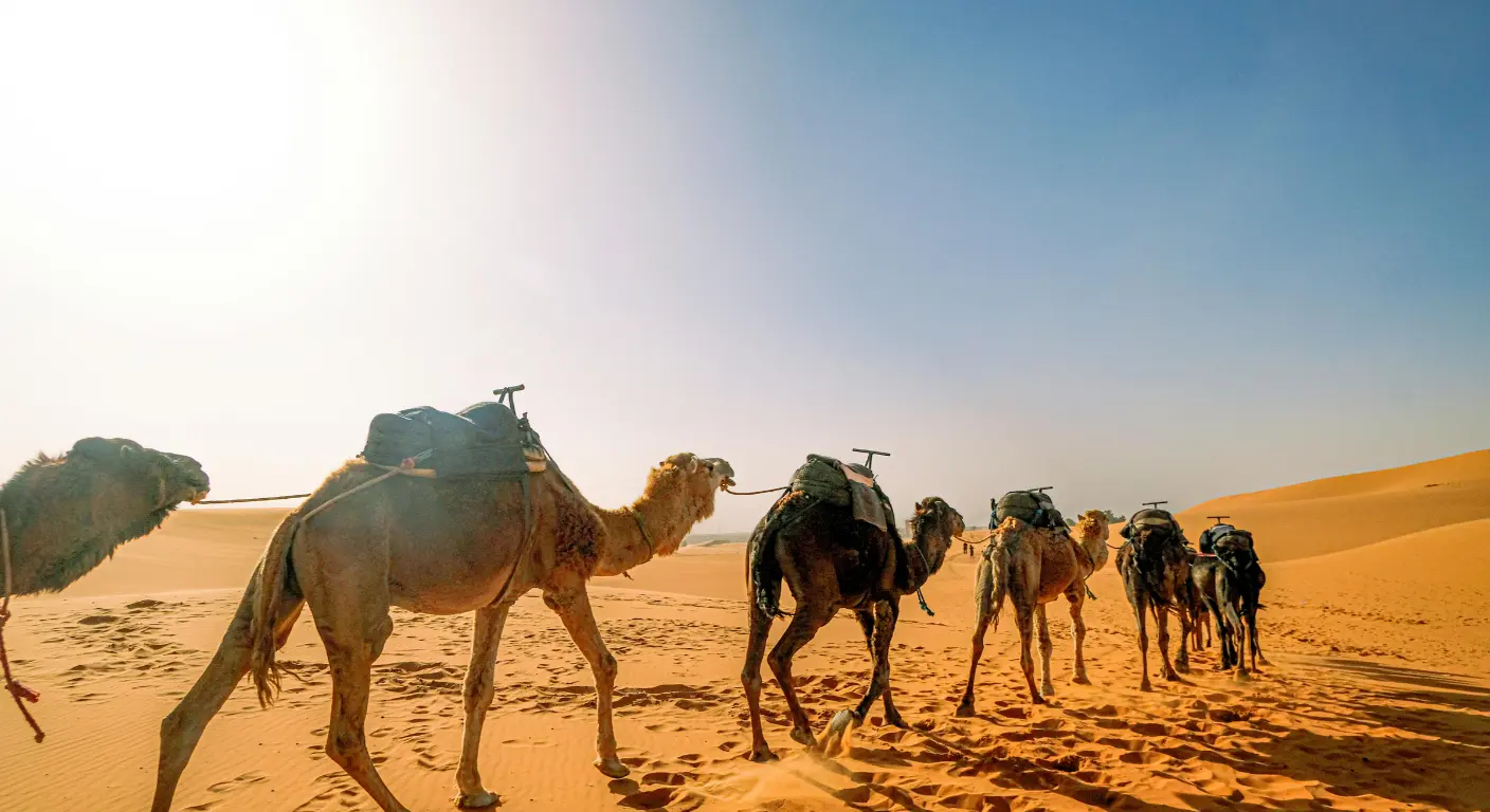 Camel caravan walking in Abu Dhabi desert during morning safari experience