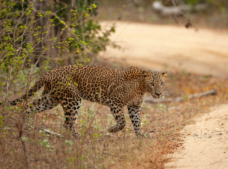 Open scrub and waterhole in Yala National Park, taken by Jude Abraham while inspecting safari routes for Arabiers