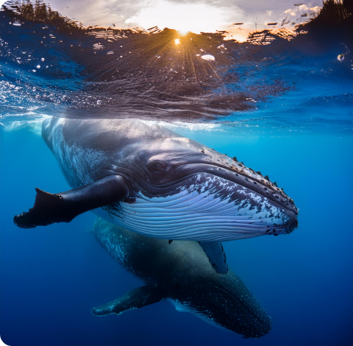 Whale Watching Day Tour from Bentota