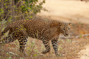 7 Days Sri Lanka Tour package