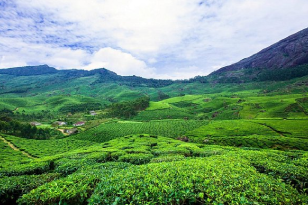 Munnar & Thekkady Tour package