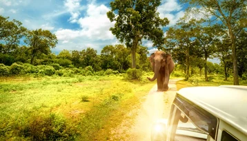 Wild elephant beside a safari jeep route in Yala National Park, Sri Lanka