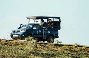 Yala Safari with National Guide