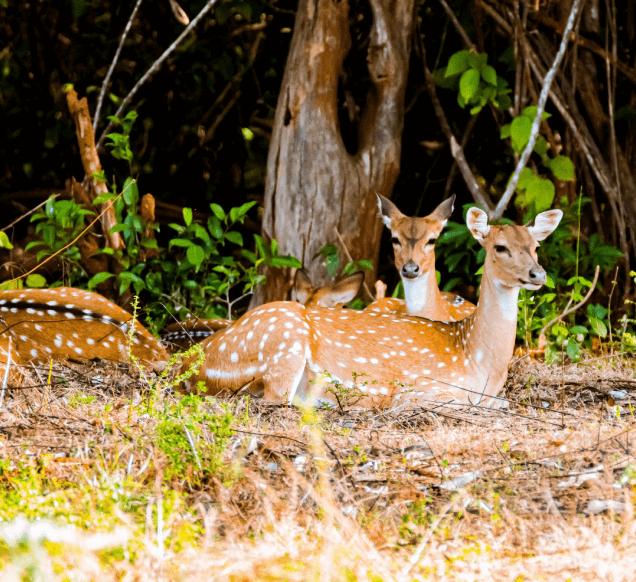 Yala Safari with Premium Lunch Buffet