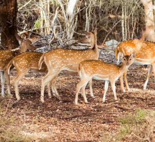 Yala Safari with Driver Guide