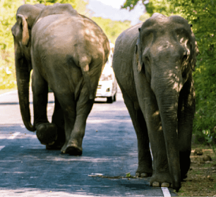 Yala Safari with Driver Guide