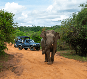 Yala Luxury Safari with Ranger