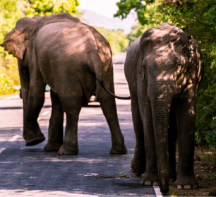 Yala Safari with National Guide