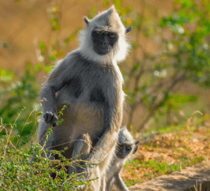 Yala Safari with National Guide